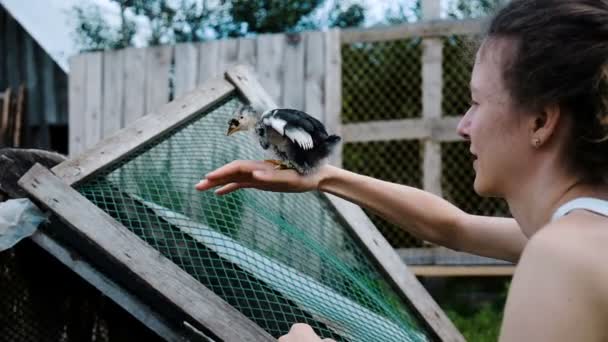 Chicken takes off from the hand of a woman in his chicken coop, slow motion flap — Stockvideo