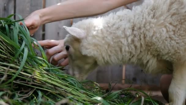 Menina faz uma foto com uma ovelha em uma caneta fazenda no verão, o cordeiro mastiga grama — Vídeo de Stock