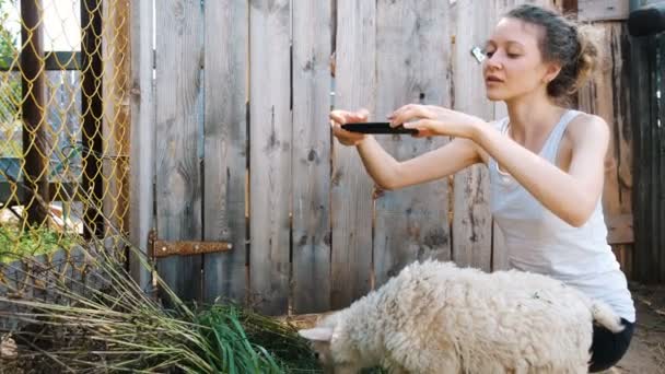 Woman Photographs Sheep Farm Pen Summer Smartphone Lamb Chews Grass — Stock Video