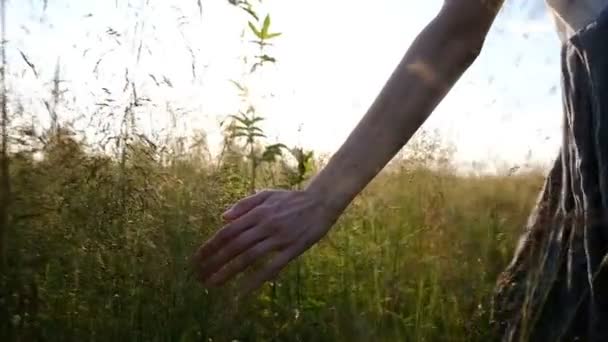 Chica toca la hierba con su mano en cámara lenta al atardecer primer plano en un campo en verano, movimiento de la cámara — Vídeo de stock
