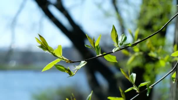 在阳光 春天绽放的背景下 有绿叶的樱花的枝条 — 图库视频影像