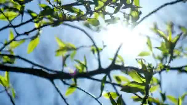 En gren av Häggen med full knoppar starkt skaka i vinden på en solig dag — Stockvideo