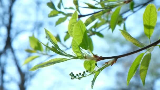 Blossoming green leaves of a tree of bird cherry on a background of sunlight, flowering plants in spring close up — Stock Video