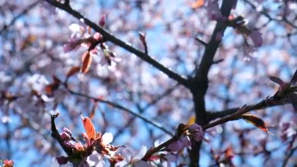 Güneş ışığı, kamera hareketi zemin karşı rüzgarda Sakura çiçekleri dalı sways — Stok video