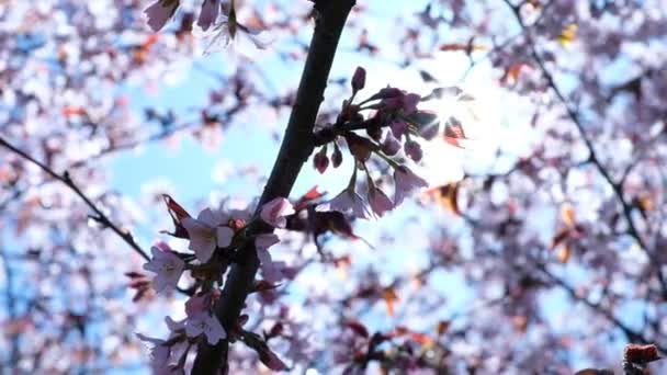 Sakura in bloei zwieren in de wind in het voorjaar tegen een blauwe hemel, sunbeam glans door een bijkantoor — Stockvideo