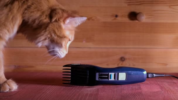 Imbir kot wąchania elektryczna golarka na drewnianym tle — Wideo stockowe