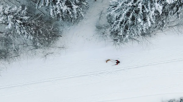 Flygfoto över en man på längdskidåkning med en hund. Antenn - längdskidåkning i naturen — Stockfoto