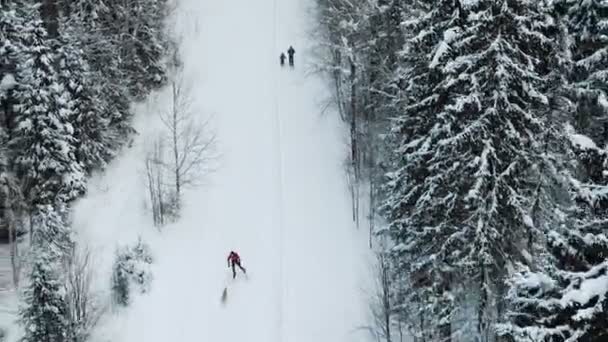 Vista aérea de hombre aficionado esquí de fondo en invierno paisaje forestal con perro — Vídeos de Stock