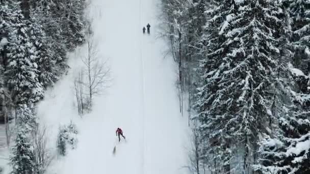 Amatőr férfi sífutás téli erdőben légifelvételek táj kutya
