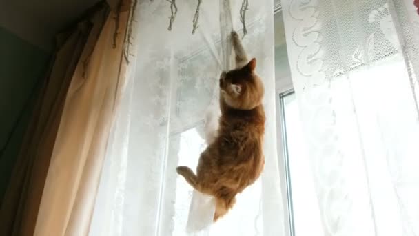 Ginger macska lógott a függönyt, és leesik — Stock videók