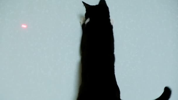 Fekete macska vicces fogások a piros pont a lézer a falon — Stock videók
