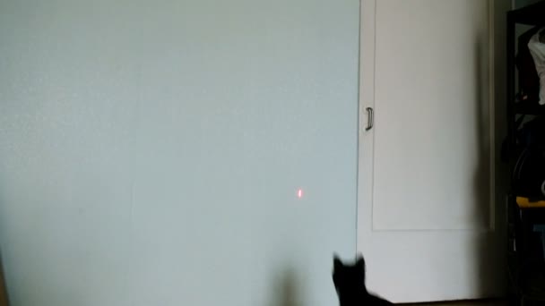 Gatto nero salta sul muro dietro il puntatore laser - divertente animale domestico salta alto rallentatore — Video Stock