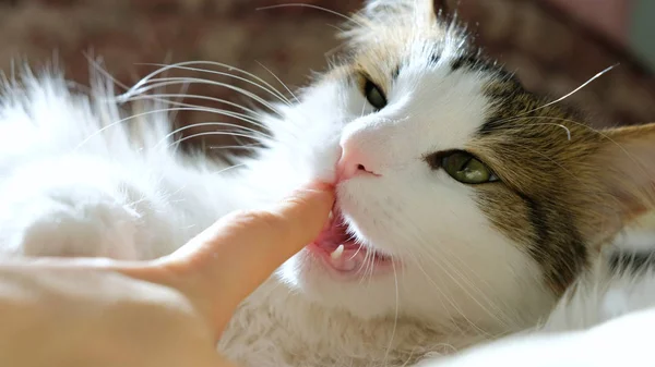 Casa gato branco morde dedos deitados na cama — Fotografia de Stock