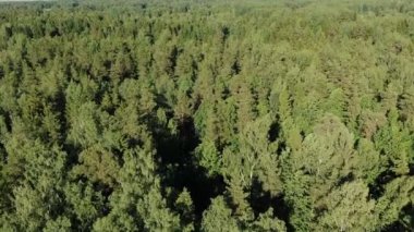 parlak güneş ışığı ile aydınlatılmış pitoresk yeşil yoğun orman ağaçları