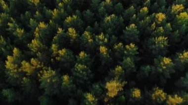 güneş tarafından aydınlatılmış üstleri ile pitoresk yeşil yoğun orman ağaçları