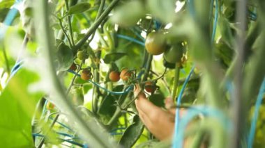 çocuk el yeşil kök yakın görünümden olgun domates alır