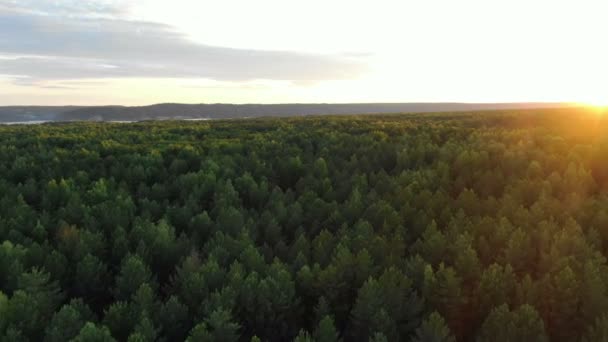 Pittoreske groene dichte bosboomtoppen verlicht door ochtendzon — Stockvideo