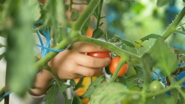Young girl hand picks red ripe tomato from green stem — Stock Video