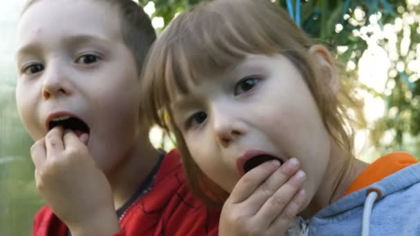 年轻的搞笑男孩和女孩笑吃成熟的说唱浆果 — 图库视频影像