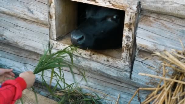 Kinderhand gibt schwarzer Kuh frisches Gras durch Fenster — Stockvideo