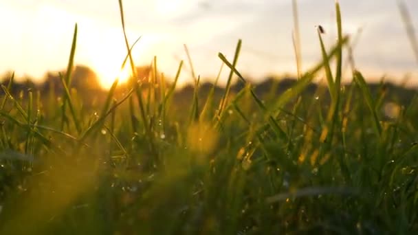 Verschwommene gelbe Sonne steigt über dichtem Waldblick durch Gras auf — Stockvideo