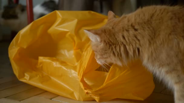 Gatos cumplir cerca amarillo paquete y empezar a jugar en pasillo — Vídeo de stock