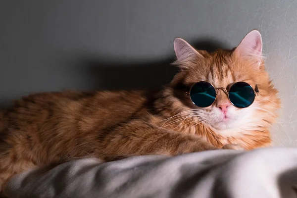 선글라스를 낀 이상 한 빨간 고양이가 따뜻 한 담요 위에 누워 카메라를 쳐다 봅니다 — 스톡 사진