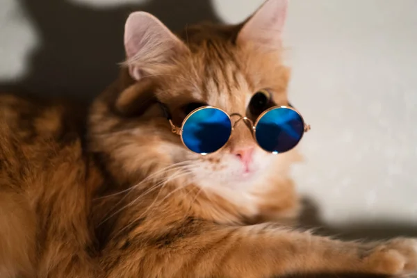 Αστεία κόκκινη γάτα με γυαλιά ηλίου κοιτάζει την κάμερα — Φωτογραφία Αρχείου