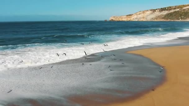 Pássaros voam perto de ondas oceânicas tranquilas rolando na praia de areia — Vídeo de Stock