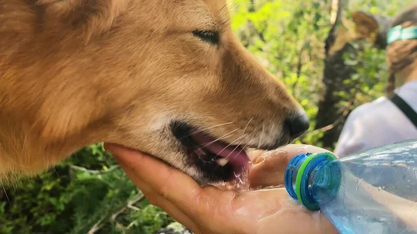 Eigenaar wateren schattig karelian laika hond uit palm in groen park — Stockfoto