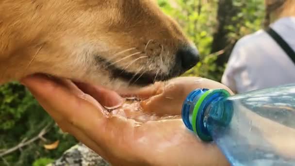 Propriétaire eaux mignon karelian laika chien de palmier dans le parc vert — Video