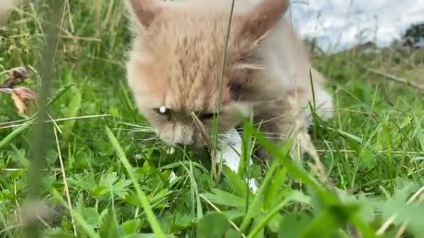 Gato rojo come pescado crudo sentado en hierba verde en el prado — Vídeo de stock