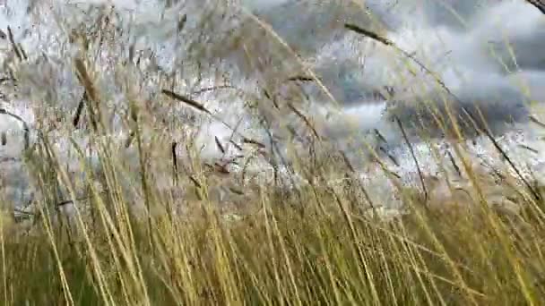 Trockene Binsen winken im Wind auf dem Sumpf unter grauem Himmel Nahaufnahme — Stockvideo