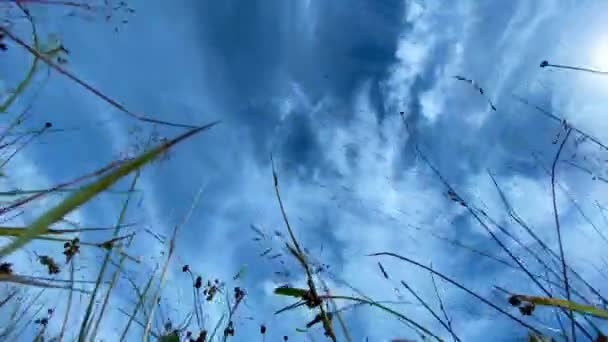 Vista attraverso fresca erba verde ondulata dal vento sul cielo blu — Video Stock