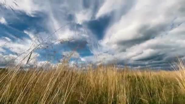 Geel droog gras met bloeiwijze op veld onder blauwe lucht — Stockvideo