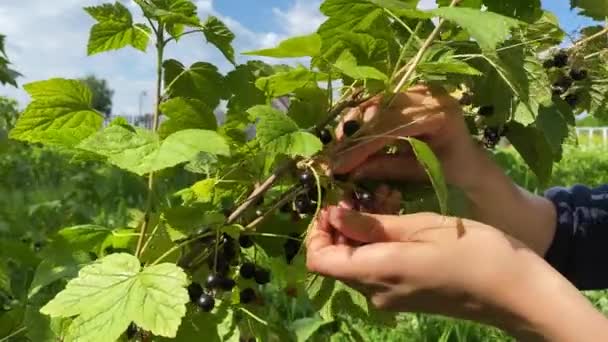 Vrouw verzamelt rijpe zwarte bes uit bush in tuin — Stockvideo