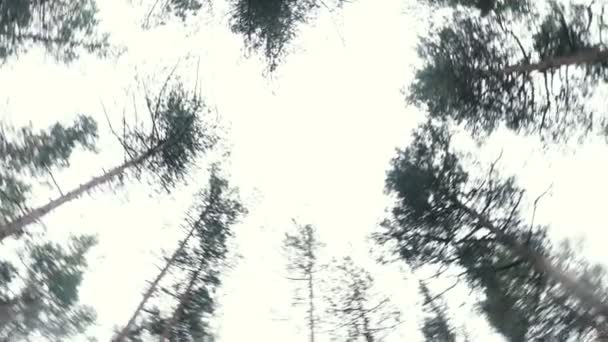 Cámara gira entre maravillosas tapas de pino en vista de fondo del bosque — Vídeo de stock