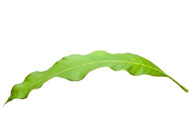 doğadan yeşil tropikal yaprak mango ağacı izole, mango yaprakları