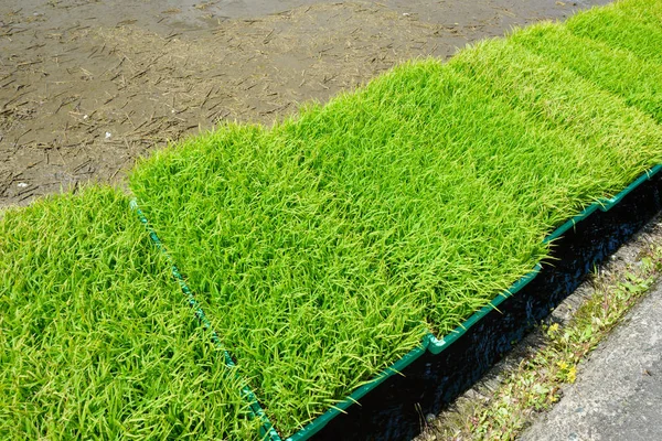 Brotes Arroz Joven Primer Plano Listos Para Crecer Arrozal — Foto de Stock