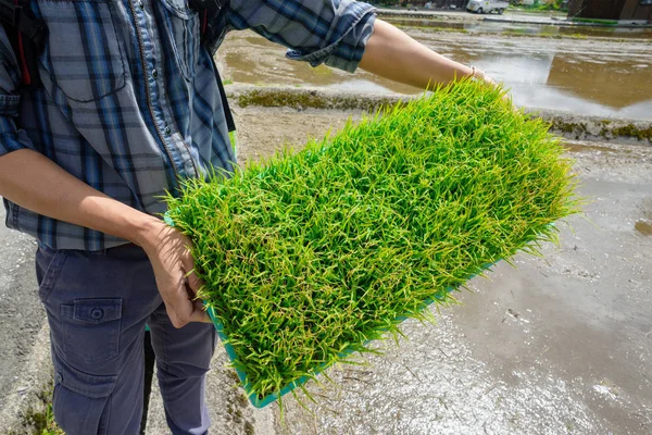 Brotes Arroz Joven Primer Plano Listos Para Crecer Arrozal —  Fotos de Stock