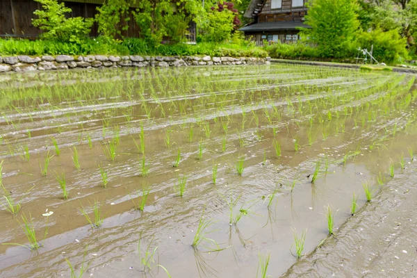 Brotes Arroz Joven Primer Plano Listos Para Crecer Arrozal — Foto de Stock