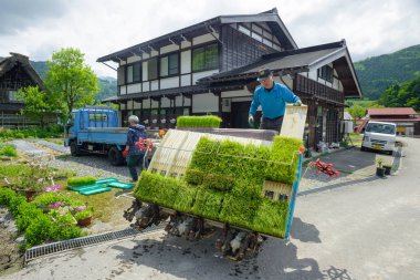 Gifu, Japonya - 16 Mayıs 2016: Bir tanımlanamayan Japon çiftçi nakli paddy dikim makinesi Shirakawa-go, Gifu Prefecture, Japonya'da pirinç alanında lahanası.