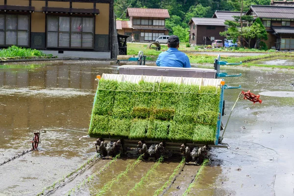 Gifu Japan May 2016 Unidentified Japanese Farmer Transplant Paddy Sprouts — Stock Photo, Image