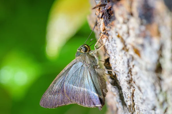 Primo Piano Bella Farfalla Nella Natura Thailandia — Foto Stock