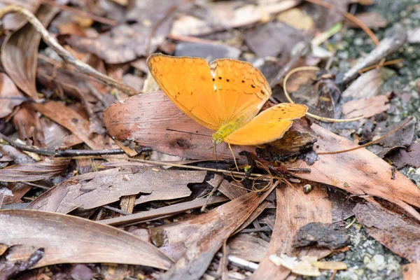 Closeup Beautiful Butterfly Nature Thailand — Stock Photo, Image