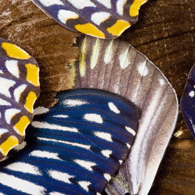 Soyut güzel kelebek kanatları, kelebek kanatlarını makro çekim