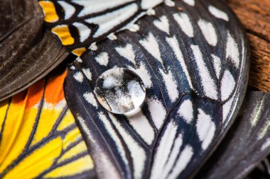 kelebek kanadında makro çekim su damla