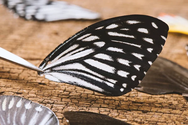 Primo Piano Belle Ali Farfalla Concetto Collezione Farfalla — Foto Stock