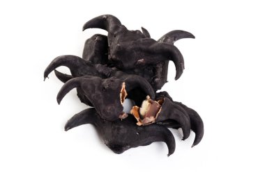 Suya yakın caltrop