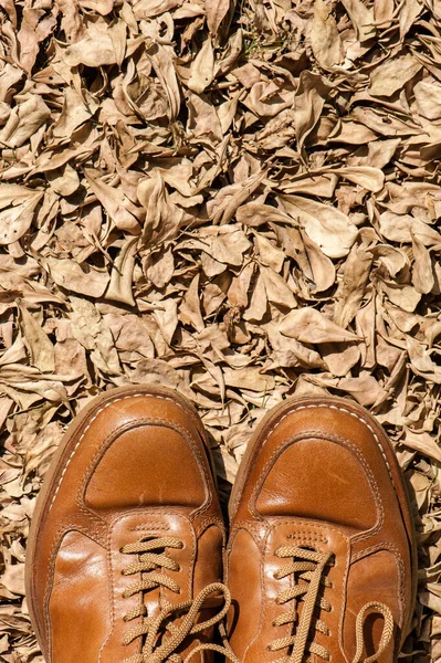 Close Brown Leather Fashion Shoes Garden Outdoor Shoot — стоковое фото